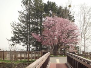 旭山記念公園の桜2023年4月21日6展望台一本桜アーチ橋より