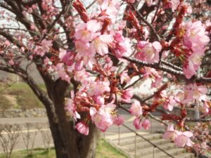 旭山記念公園の桜2023年4月21日1展望台一本桜アップ