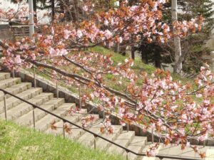 旭山記念公園の桜2023年4月21日7展望台一本桜階段