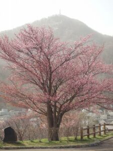 旭山記念公園の桜2023年4月21日5展望台一本桜藻岩山
