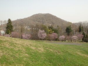 旭山記念公園の桜2023年4月21日8円山と新桜並木