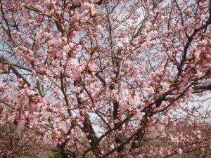 旭山記念公園の桜2023年4月21日10新桜並木の桜
