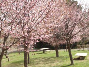 旭山記念公園の桜2023年4月21日11新桜並木とベンチテーブル
