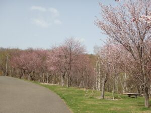旭山記念公園の桜2023年4月21日9新桜並木
