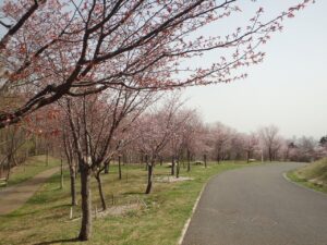 旭山記念公園の桜2023年4月21日13