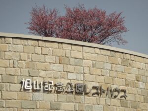 旭山記念公園の桜2023年4月21日4展望台一本桜レストハウス