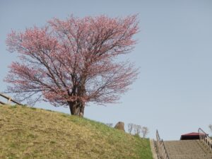 旭山記念公園の桜2023年4月21日2展望台一本桜3