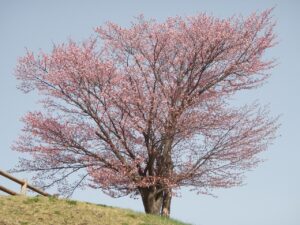 旭山記念公園の桜2023年4月21日2展望台一本桜