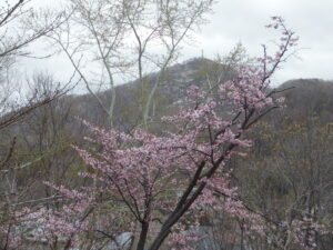 旭山記念公園の桜2023年4月22日　森の家の前から望む、藻岩山と桜