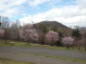 旭山記念公園の桜2023年4月22日　新桜並木と円山
