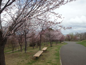 旭山記念公園の桜2023年4月22日　新桜並木の全体の様子