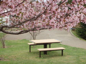 旭山記念公園の桜2023年4月22日　噴水広場横のベンチとテーブルと桜