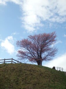 旭山記念公園の桜2023年4月22日　レストハウス横から見上げた展望台の一本桜