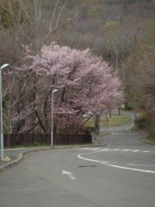 旭山記念公園の桜2023年4月22日　旧桜並木