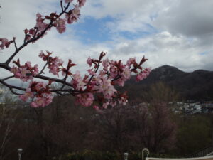 旭山記念公園の桜2023年4月22日　展望台の一本桜の花と藻岩山