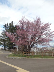旭山記念公園の桜2023年4月22日　展望台の一本桜の全体様子