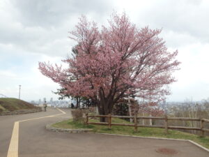 旭山記念公園の桜2023年4月23日　展望台一本桜