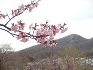 旭山記念公園の桜2023年4月23日一本桜の花と藻岩山