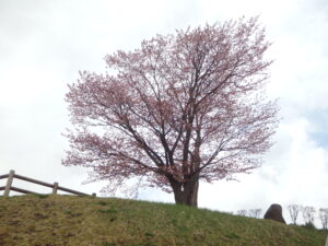 旭山記念公園の桜2023年4月23日レストハウス横から見上げた一本桜