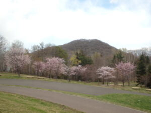 旭山記念公園の桜2023年4月23日満開の新桜並木とと円山