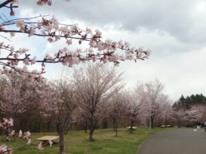 旭山記念公園の桜2023年4月23日新桜並木の桜の花１
