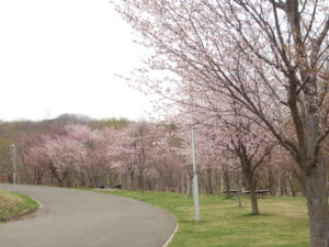 旭山記念公園の桜2023年4月23日新桜並木の桜の花２