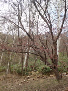 旭山記念公園の桜2023年4月23日森の家横の桜の木、蕾の状態