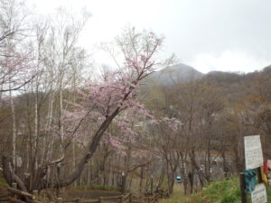 旭山記念公園の桜2023年4月23日森の家前の桜と藻岩山