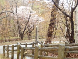 旭山記念公園の桜2023年4月26日11
