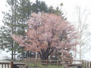 旭山記念公園の桜2023年4月26日2展望台一本桜