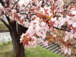 旭山記念公園の桜2023年4月26日1展望台一本桜アップ