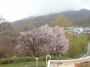 旭山記念公園の桜2023年4月26日4桜大木2本