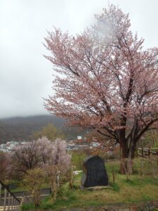 旭山記念公園の桜2023年4月26日13展望台一本桜と霧で見えない藻岩山