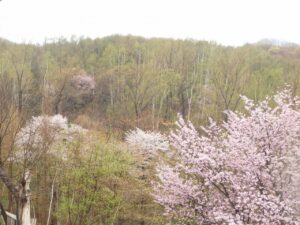 旭山記念公園の桜2023年4月26日6展望台から西側を望む
