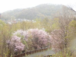 旭山記念公園の桜2023年4月26日5展望台から円山方面を望む