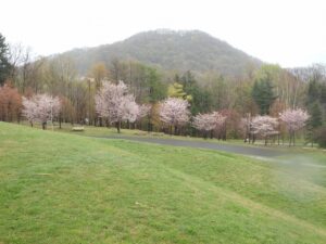 旭山記念公園の桜2023年4月26日9新桜並木と円山