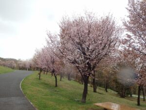 旭山記念公園の桜2023年4月26日9新桜並木