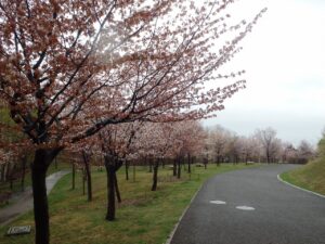 旭山記念公園の桜2023年4月26日8新桜並木南側から