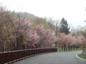 旭山記念公園の桜2023年4月26日7舗装道路沿いの桜