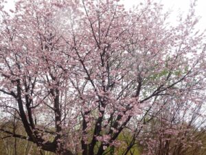 旭山記念公園の桜2023年4月26日8トイレ横の桜