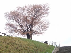 旭山記念公園の桜2023年4月26日3展望台一本桜階段下から
