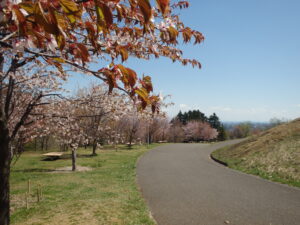 2023年4月27日　新桜並木の桜の様子