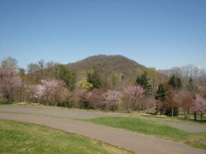 2023年4月27日　新桜並木と円山