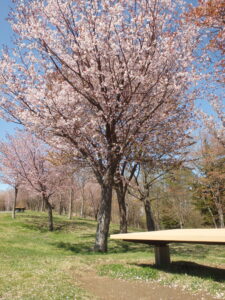 2023年4月27日　噴水広場横のベンチと桜の木