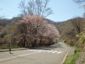2023年4月27日第一駐車場へ続く道の旧桜並木