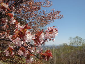 2023年4月27日　展望台一本桜の花の様子