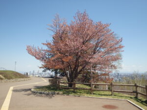 2023年4月27日　展望台の一本桜の様子