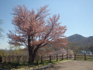 2023年4月27日　展望台一本桜と藻岩山