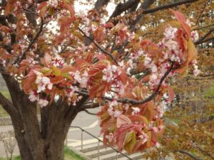 旭山記念公園の桜の2023年4月29日1展望台一本桜アップ