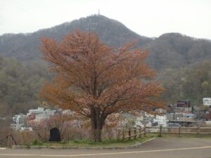 旭山記念公園の桜2023年4月29日2展望台一本桜と藻岩山